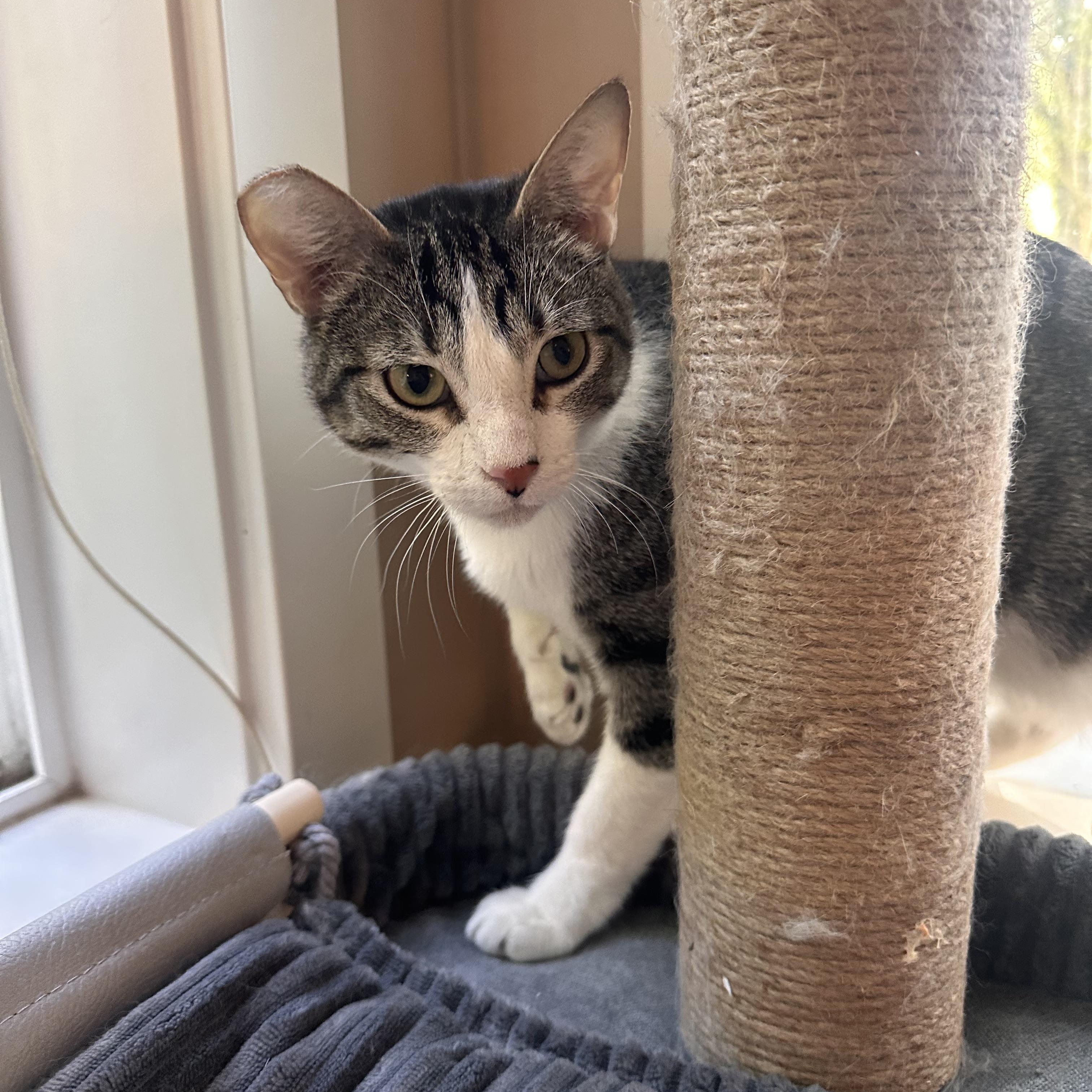 Enlarge Misty, an adopted Tabby in Woodinville, WA image 4/4