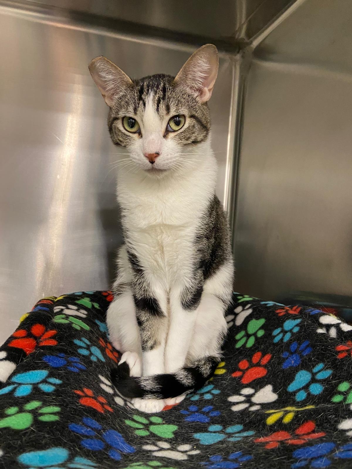 Enlarge Misty, an adopted Tabby in Woodinville, WA image 1/4