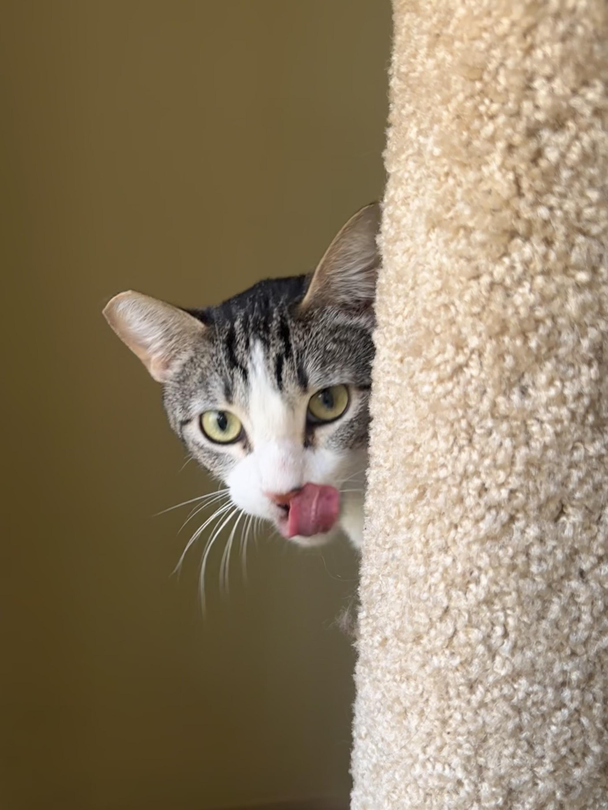 Enlarge Misty, an adopted Tabby in Woodinville, WA image 3/4