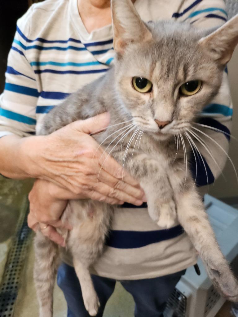 Sylvia, Adopted, Adult Female Domestic Short Hair.