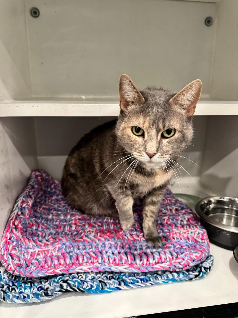 Enlarge Sylvia, a Adopted mixed breed in Lunenburg, VT image 2/2