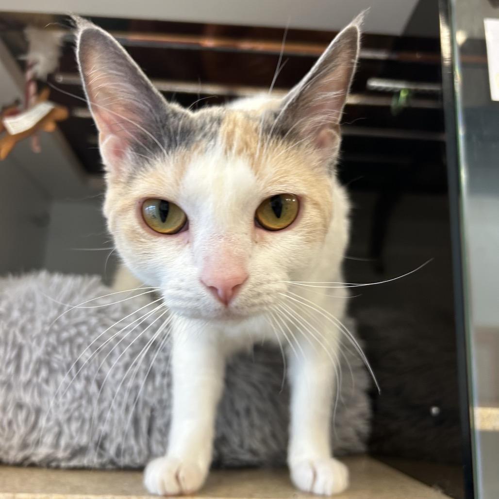 Charm, Adoptable, Young Female Domestic Short Hair.