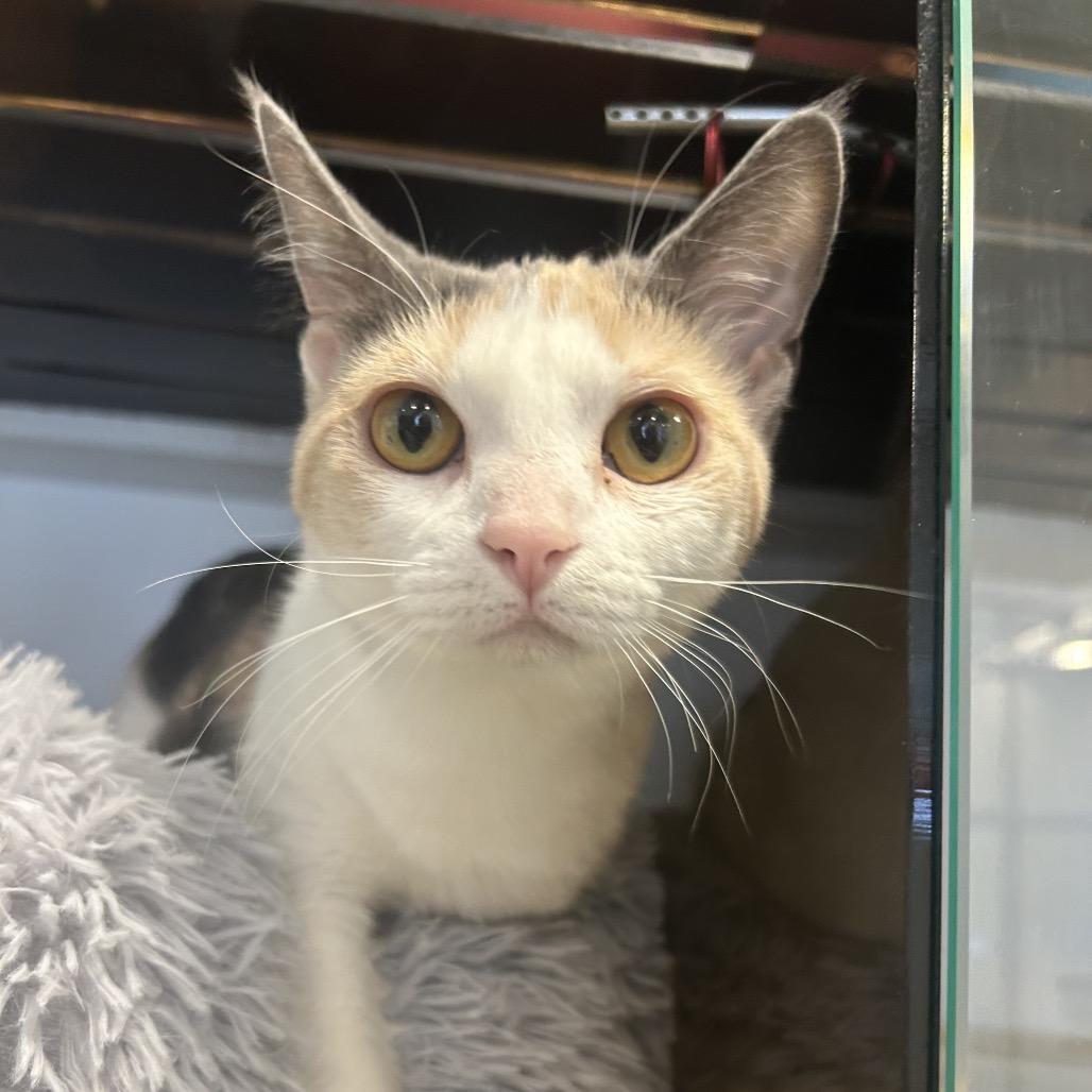 Enlarge Charm, a Adoptable Domestic Short Hair in Park City, UT image 1/4