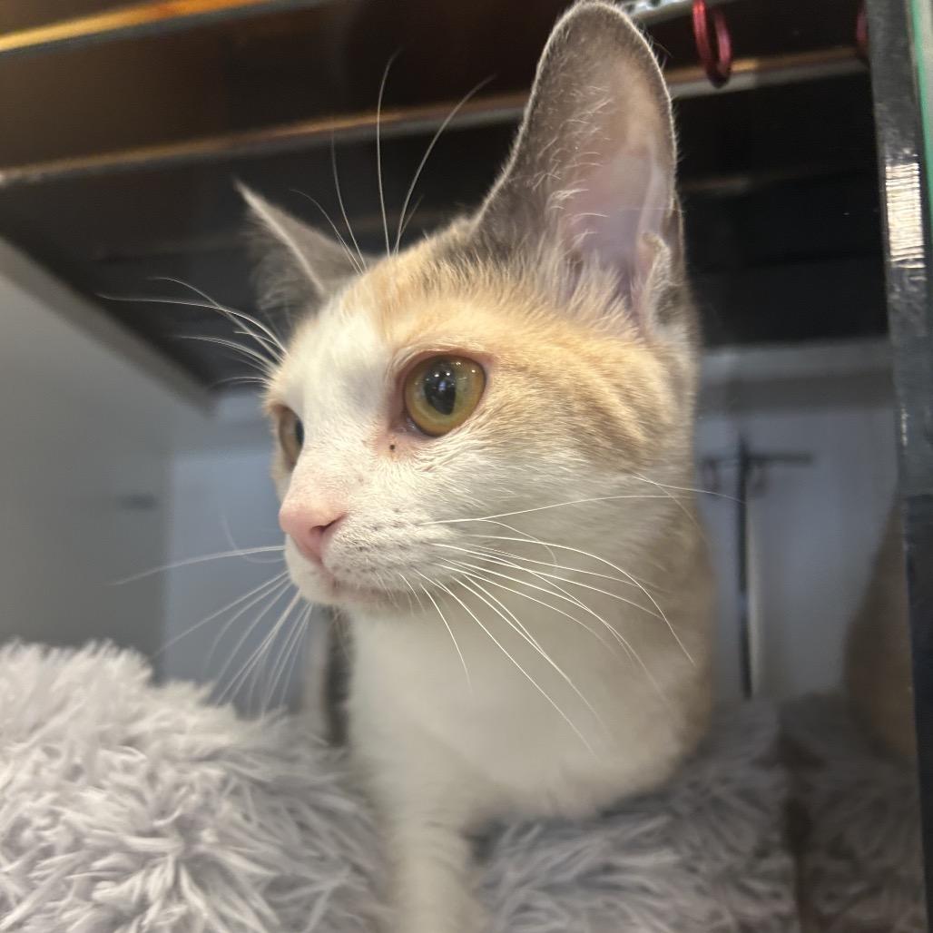 Enlarge Charm, a Adoptable Domestic Short Hair in Park City, UT image 2/4