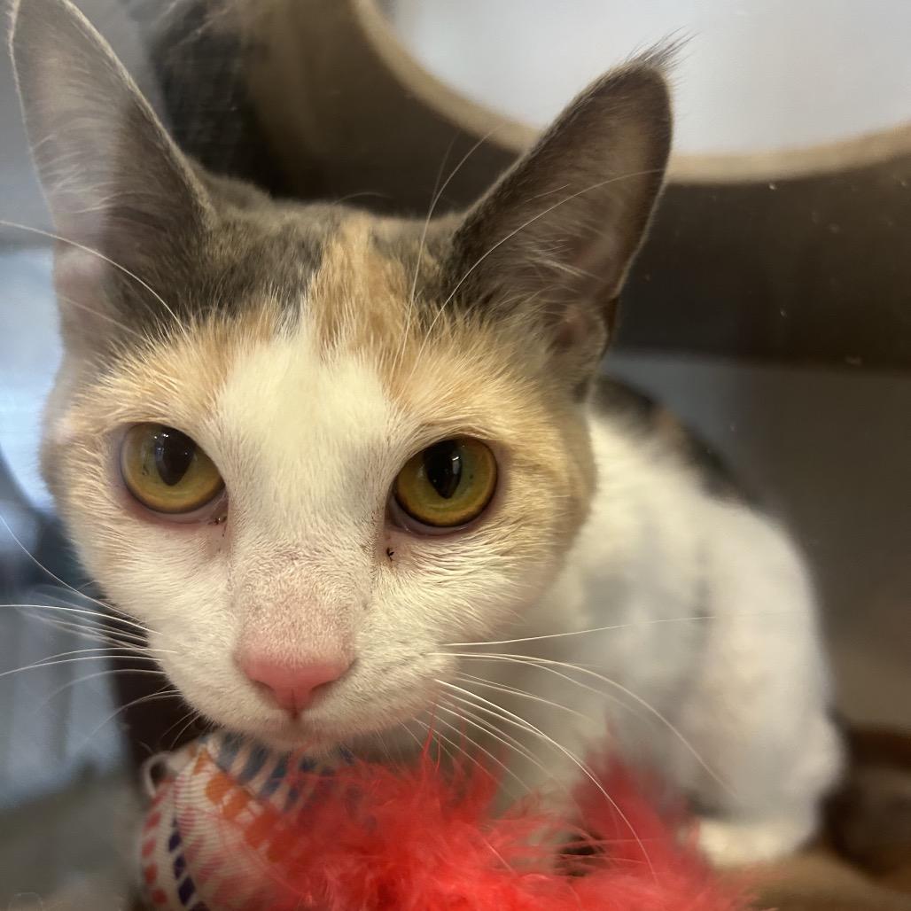 Enlarge Charm, a Adoptable Domestic Short Hair in Park City, UT image 4/4