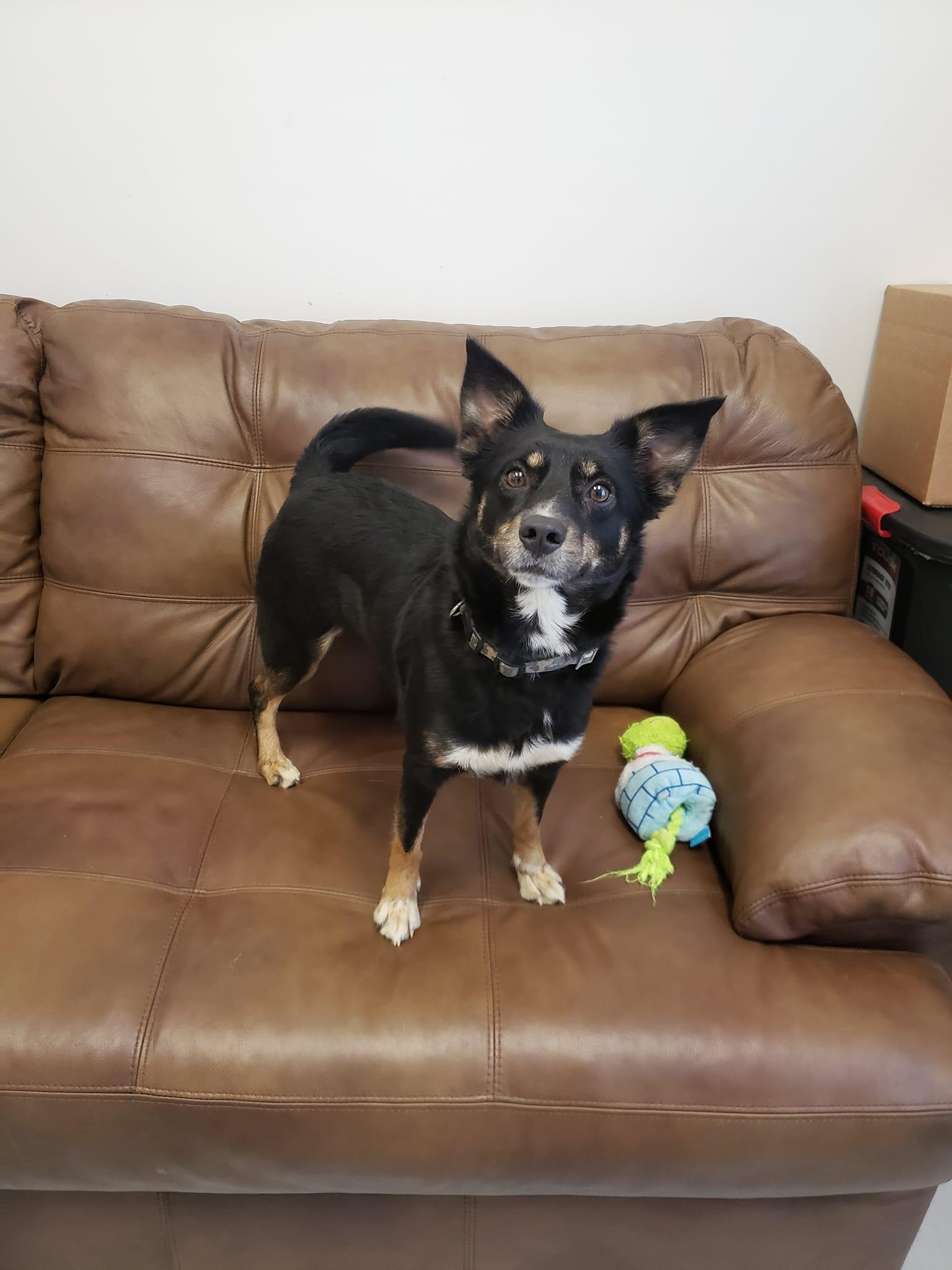 Enlarge Kasey *P, a Adopted mixed breed in Mount Gilead, OH image 1/1