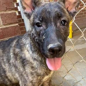 Hazel, ADOPTABLE, Adult Female Labrador Retriever & Shepherd.