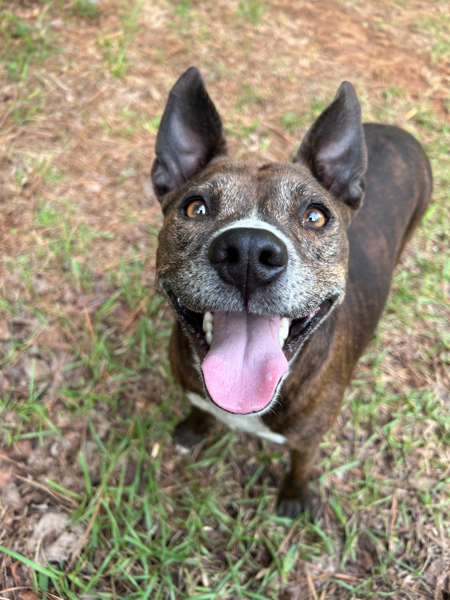 Enlarge Gurdy (aka Gertie, short for Gertrude), a ADOPTABLE Mixed Breed in Cullman, AL image 2/3