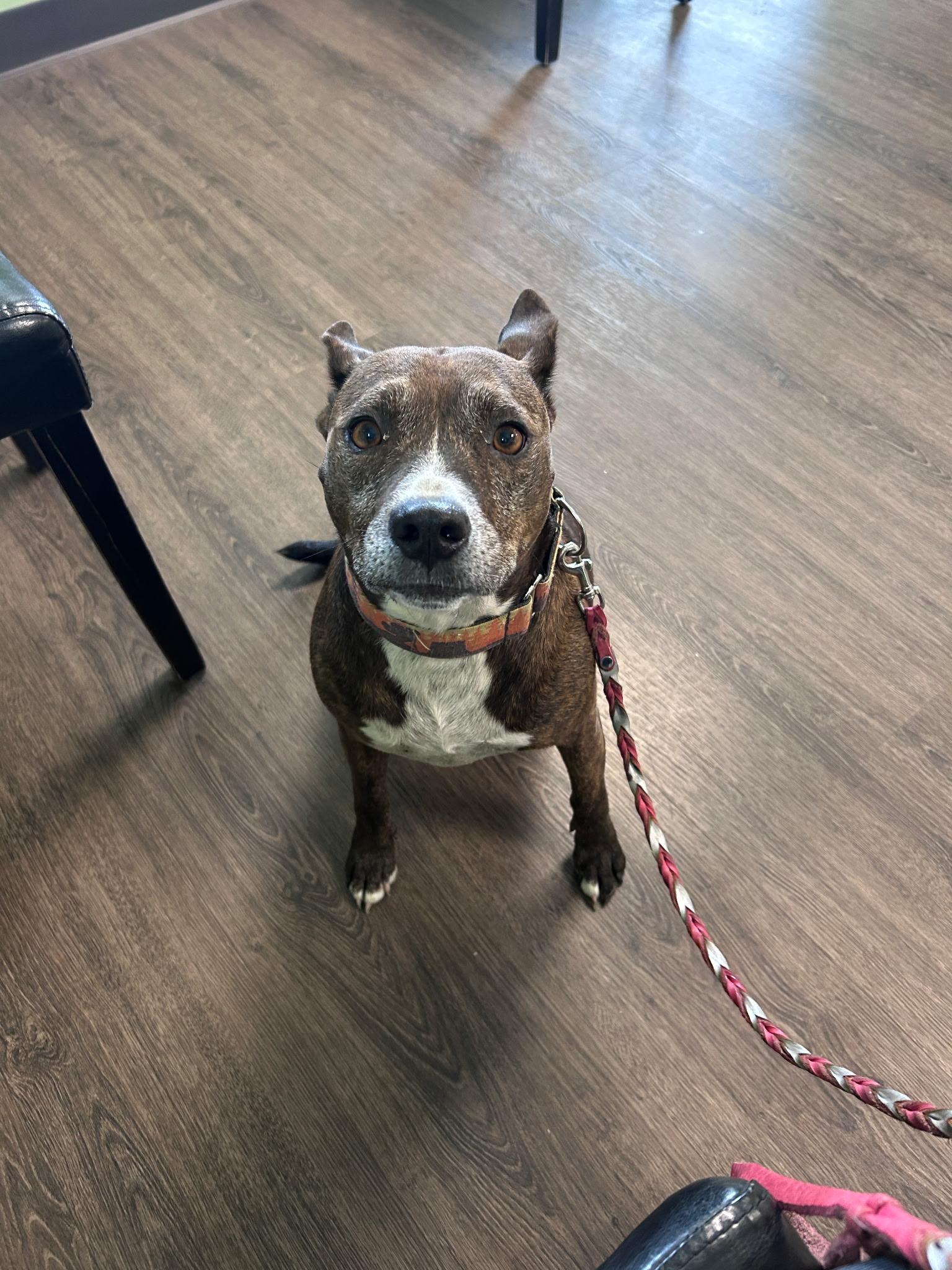 Enlarge Gurdy (aka Gertie, short for Gertrude), a ADOPTABLE Mixed Breed in Cullman, AL image 3/3