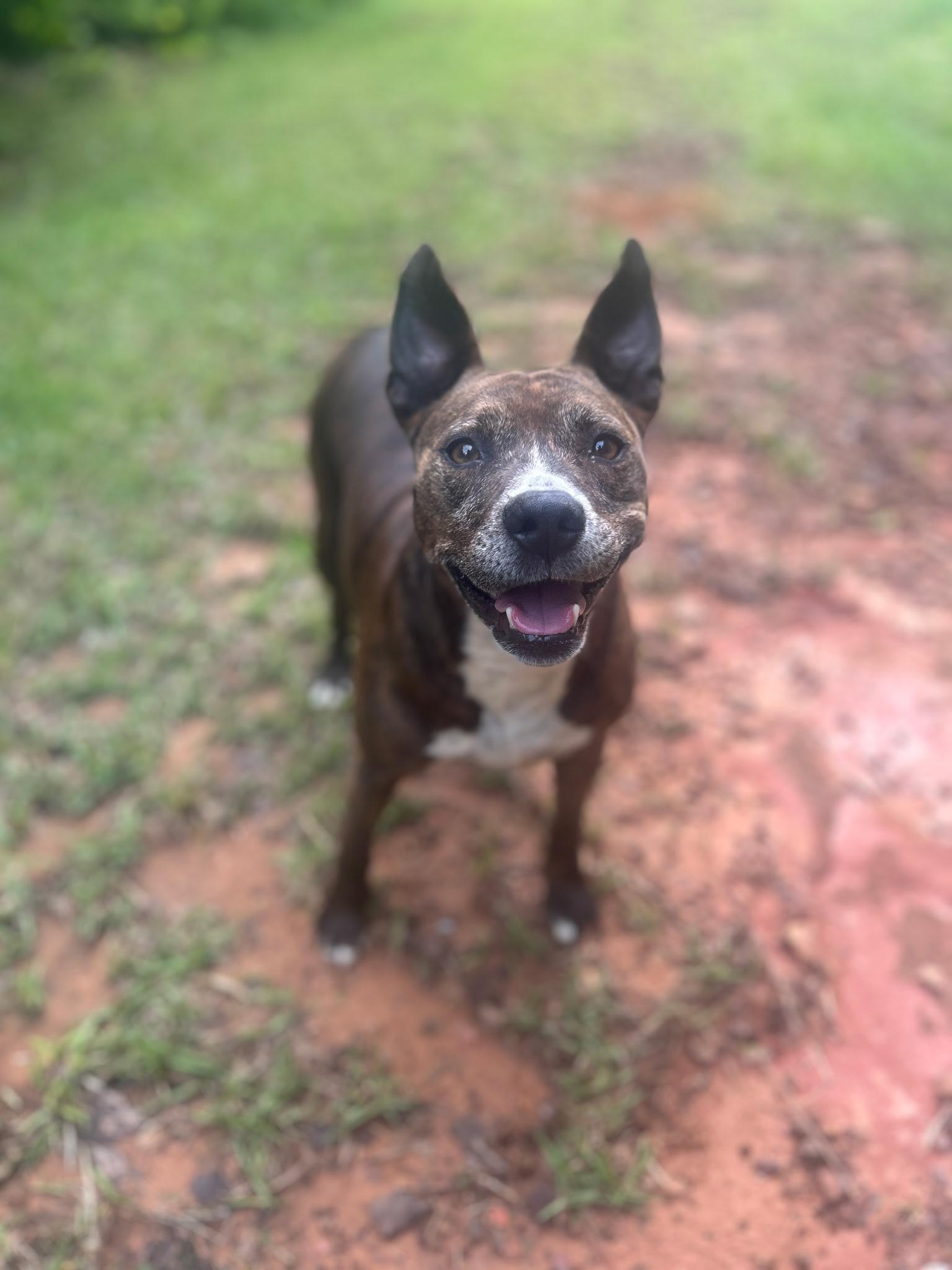 Gurdy (aka Gertie, short for Gertrude), ADOPTABLE, Young Female Mixed Breed.