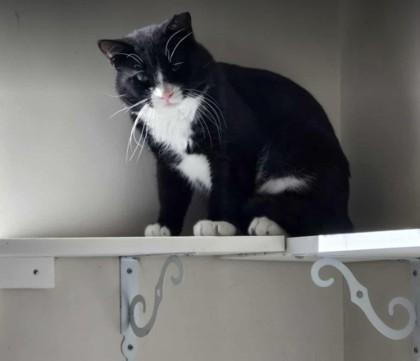 Blaythe, Adoptable, Adult Male Domestic Short Hair & Domestic Short Hair.