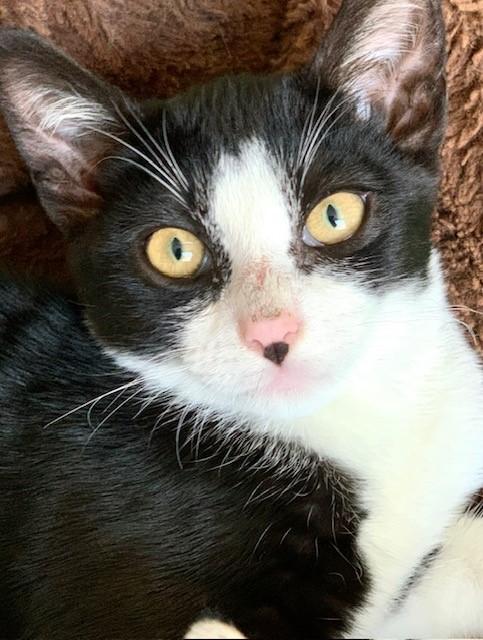 Eclipse, a Adoptable Domestic Short Hair image 4/6