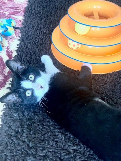 Eclipse, a Adoptable Domestic Short Hair image 5/6