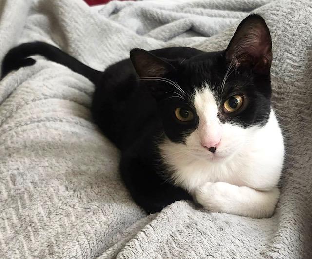 Eclipse, a Adoptable Domestic Short Hair image 1/6