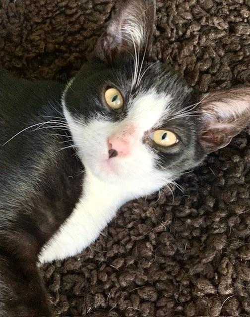 Eclipse, a Adoptable Domestic Short Hair image 2/6