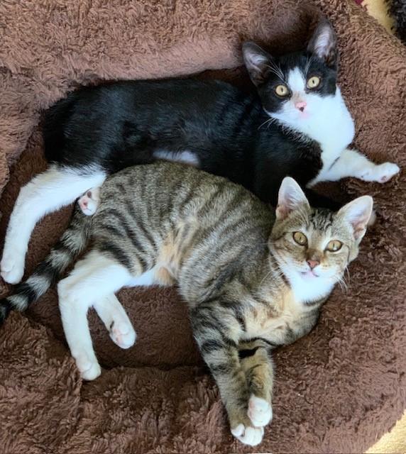 Eclipse, a Adoptable Domestic Short Hair image 6/6