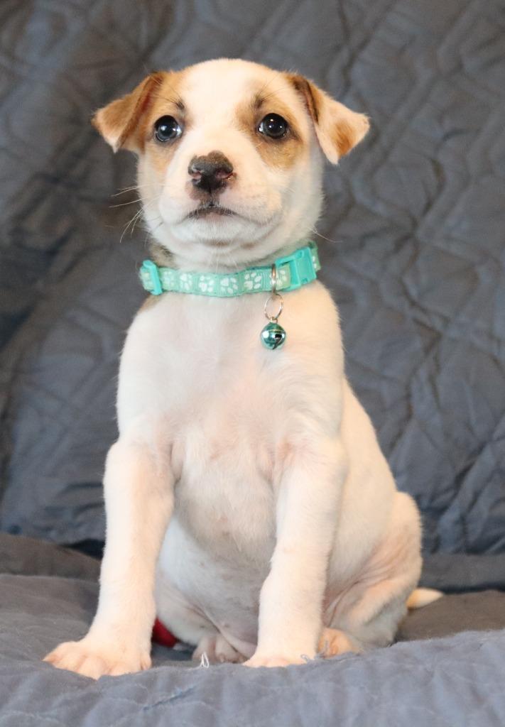 Lanikai, Adoptable, Puppy Female Mixed Breed.