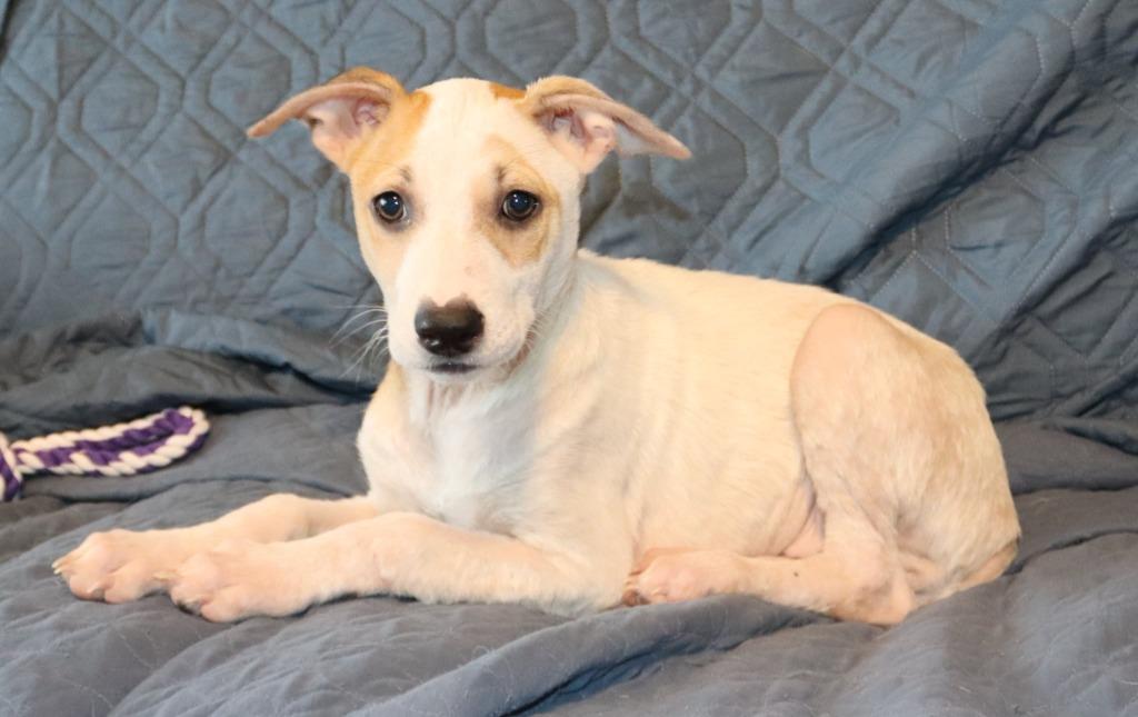 Lanikai, a Adoptable Mixed Breed in Mesa, AZ image 2/6