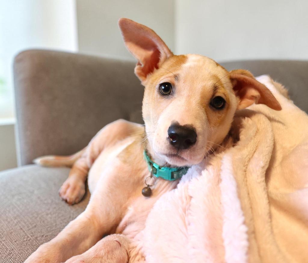 Lanikai, a Adoptable Mixed Breed in Mesa, AZ image 4/6