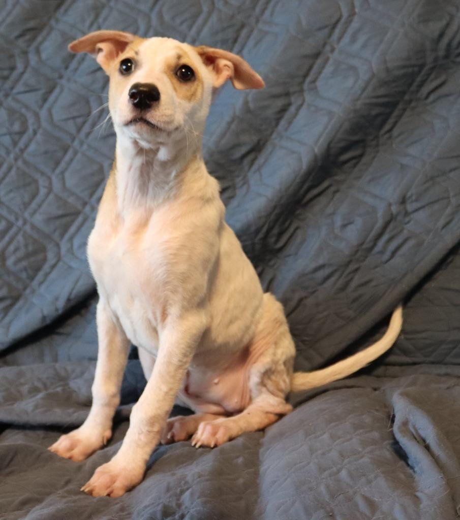 Lanikai, a Adoptable Mixed Breed in Mesa, AZ image 5/6