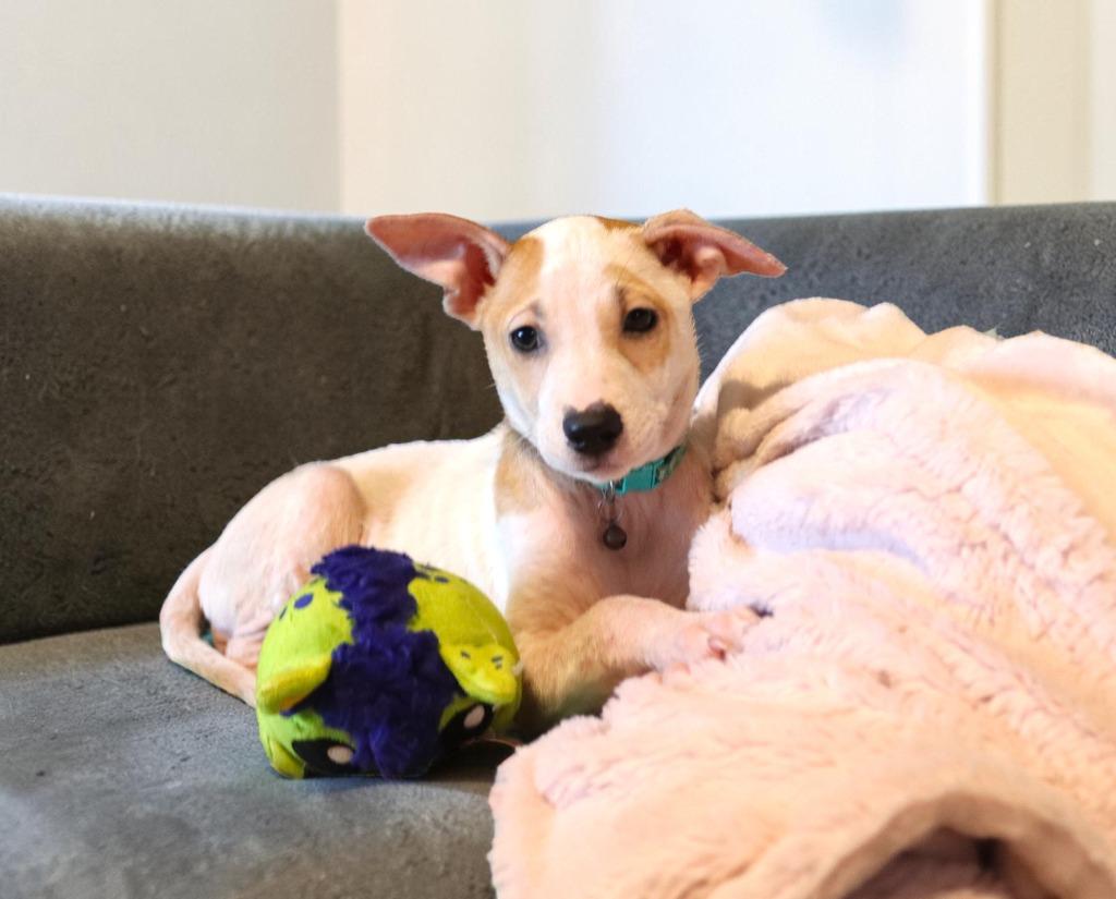 Lanikai, a Adoptable Mixed Breed in Mesa, AZ image 6/6