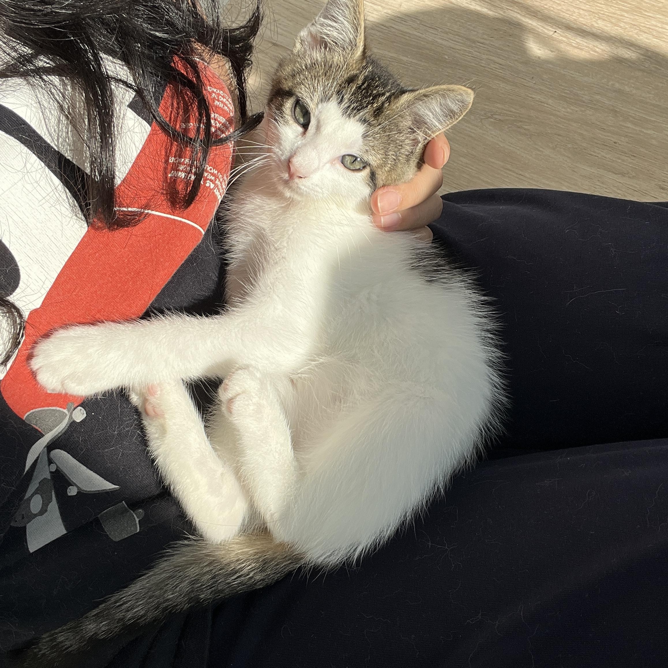 Enlarge May, a Adoptable Domestic Short Hair in Brooklyn, NY image 5/5