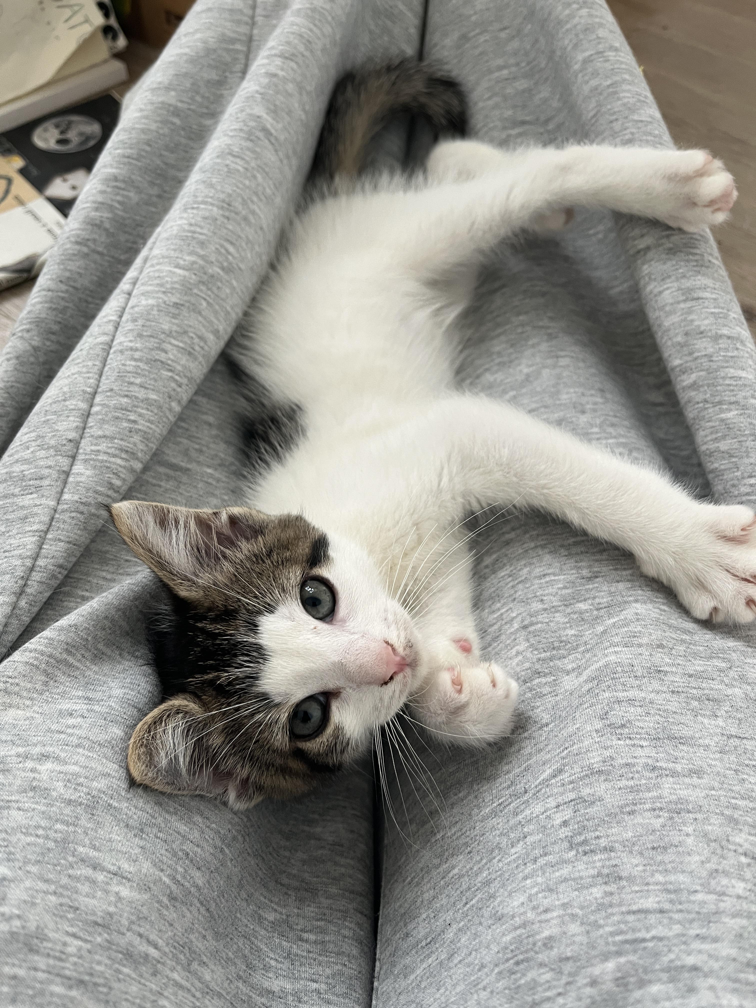 May, Adoptable, Kitten Female Domestic Short Hair.