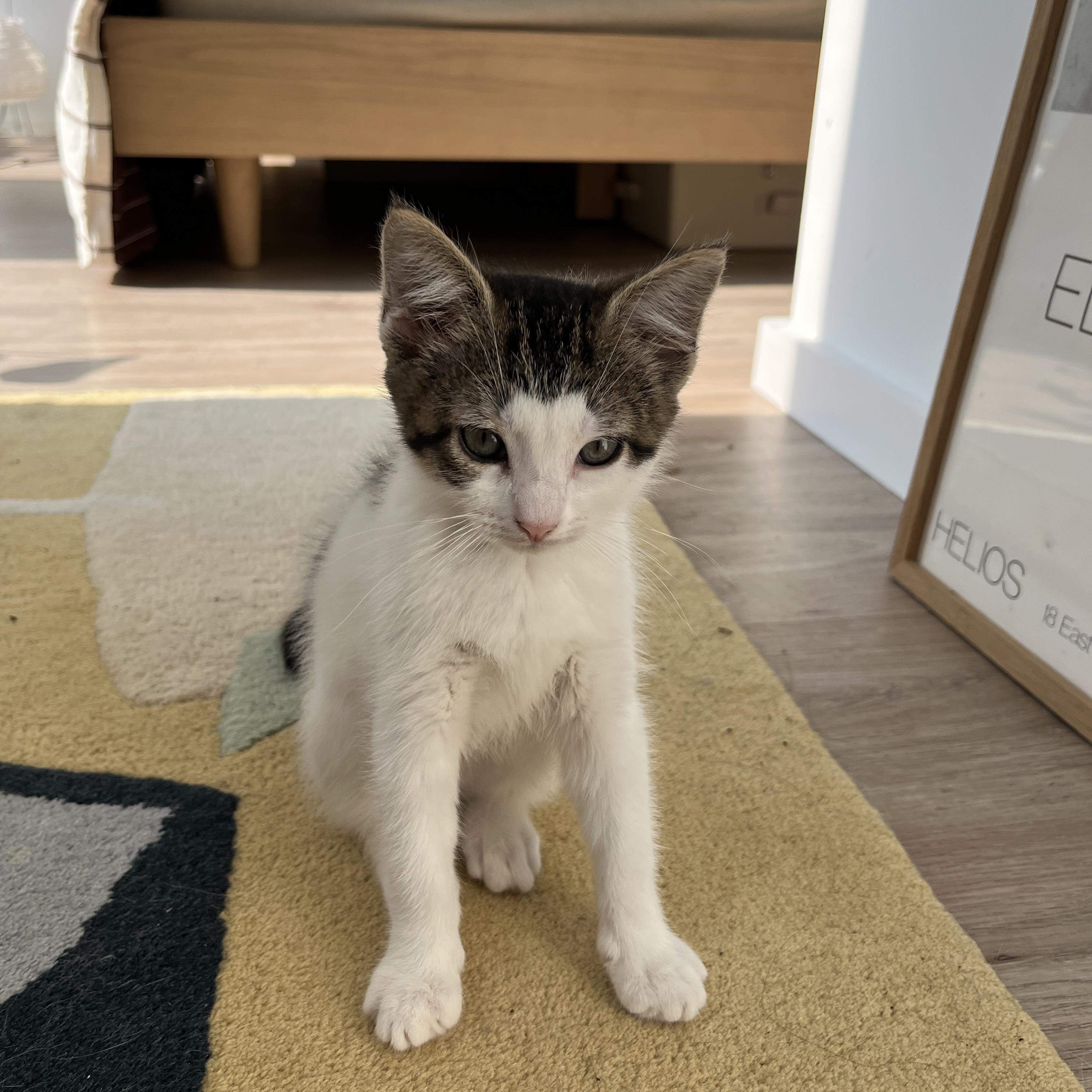 Enlarge May, a Adoptable Domestic Short Hair in Brooklyn, NY image 4/5