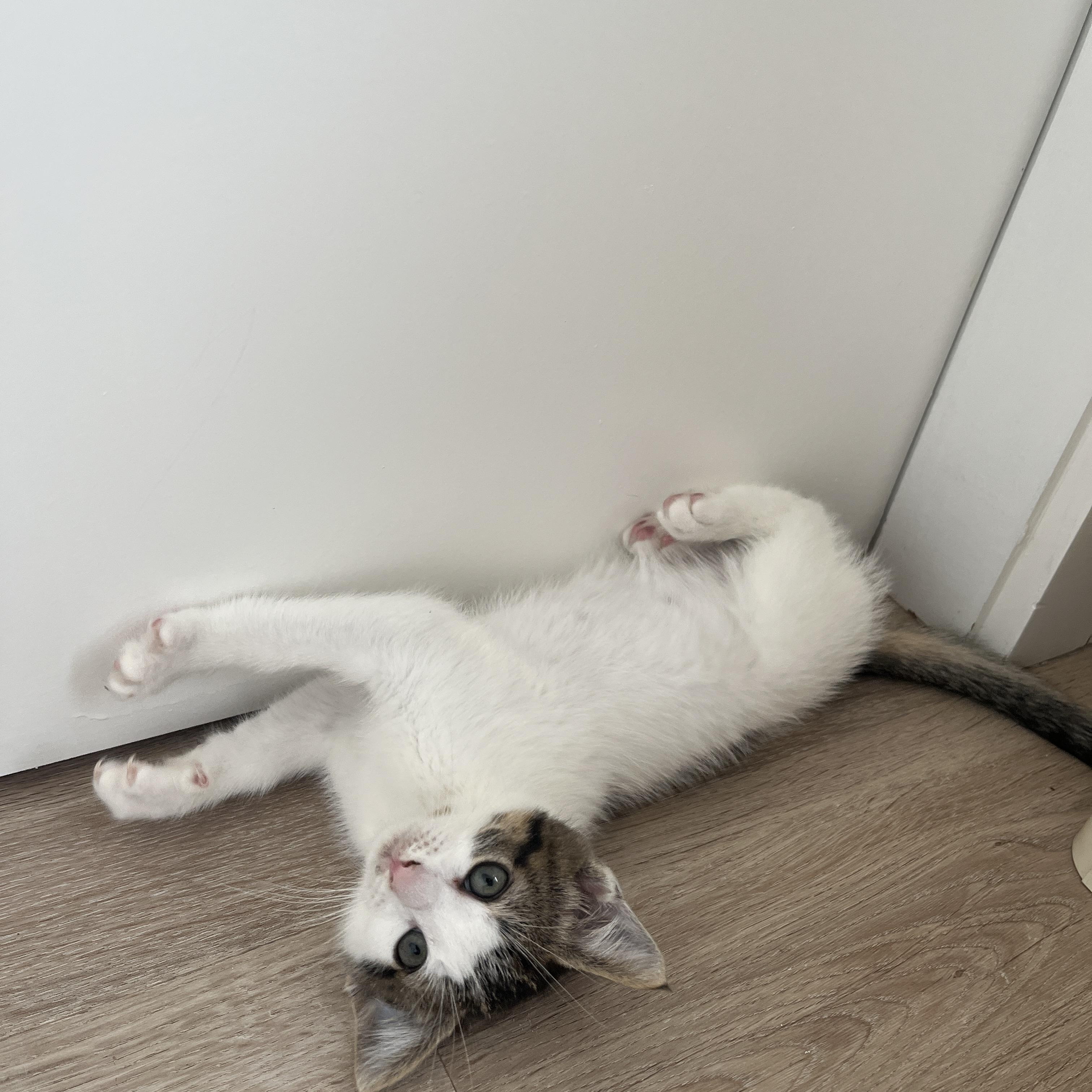 Enlarge May, a Adoptable Domestic Short Hair in Brooklyn, NY image 2/5
