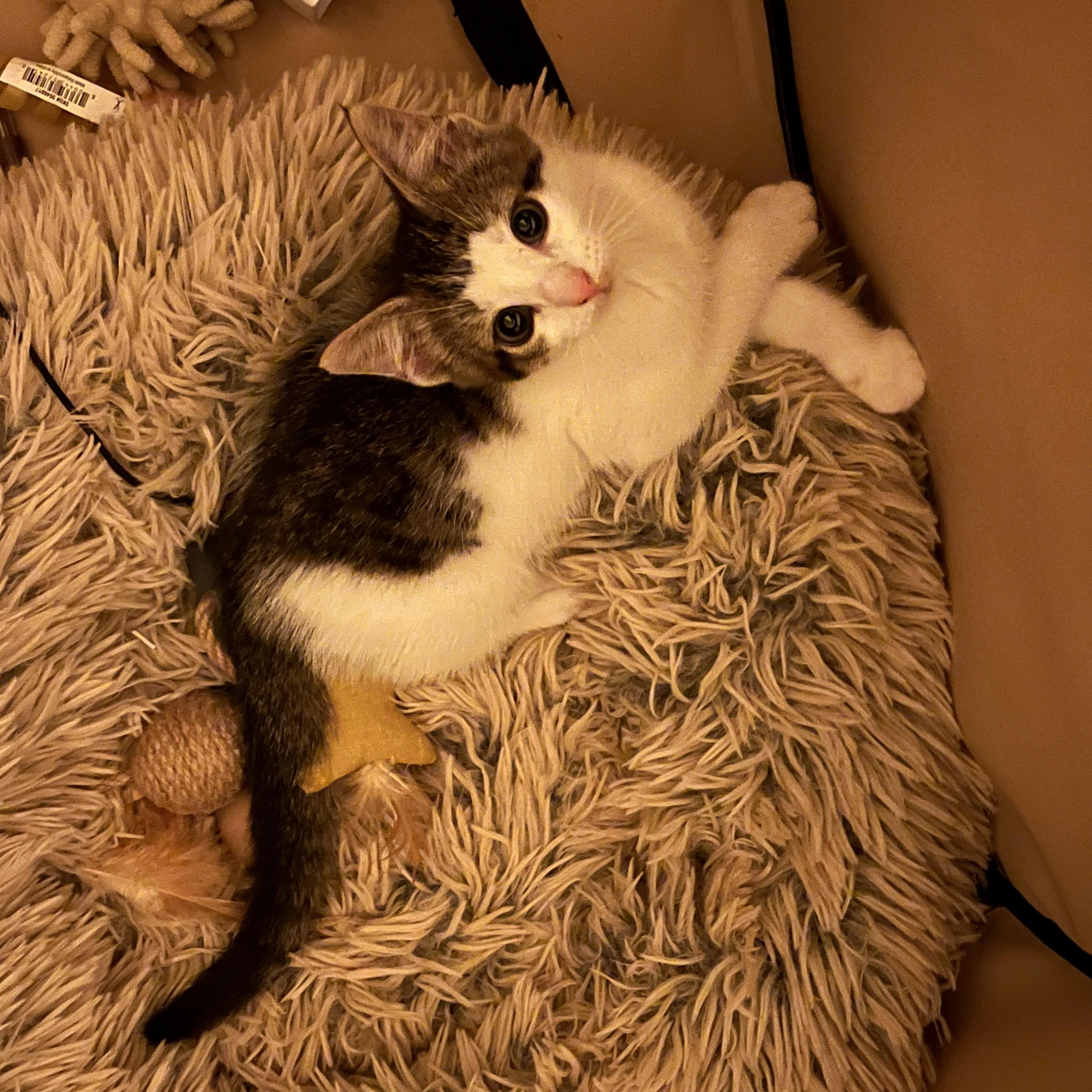 Enlarge May, a Adoptable Domestic Short Hair in Brooklyn, NY image 3/5