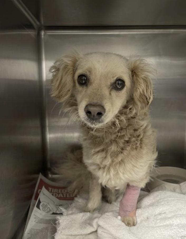 Otie, adopted, Young Male Dachshund (Miniature Long Haired).