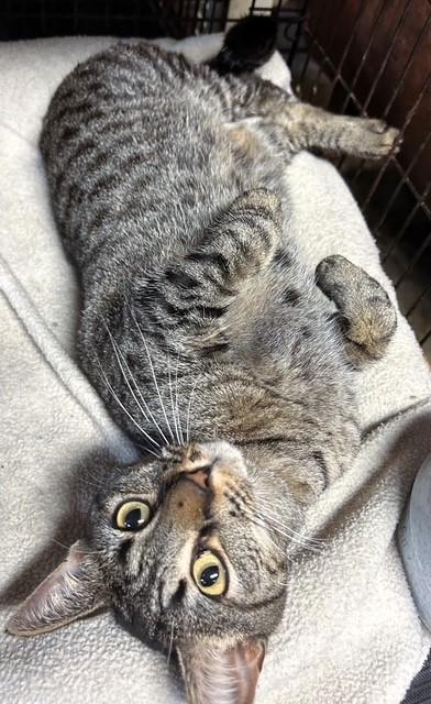 Enlarge Bailey - Tripod, a Adoptable Tabby in Pottstown, PA image 3/3