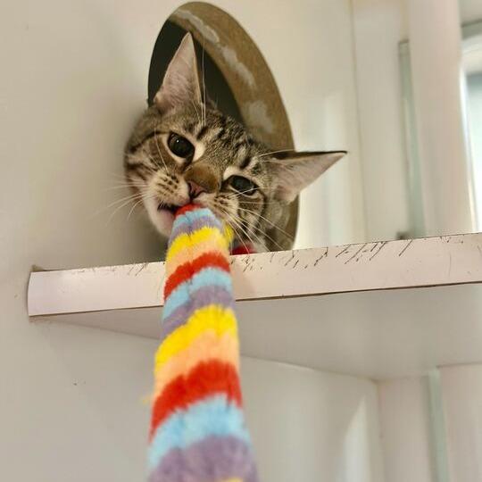 Gomez, Adoptable, Young Male Domestic Short Hair.