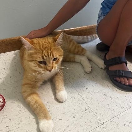 Enlarge Gambo, a ADOPTABLE Domestic Short Hair in Hutchinson, MN image 3/6