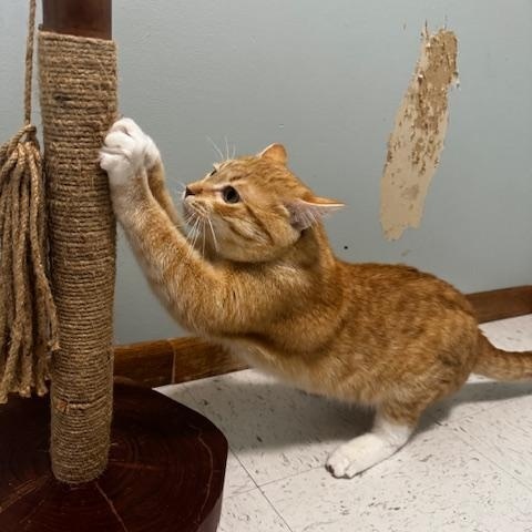 Enlarge Gambo, a ADOPTABLE Domestic Short Hair in Hutchinson, MN image 2/6
