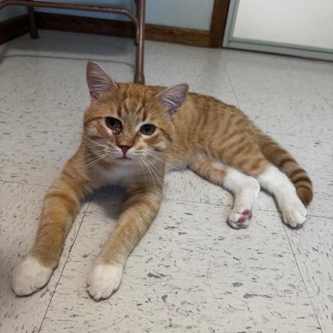 Gambo, ADOPTABLE, Adult Male Domestic Short Hair.
