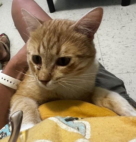 Enlarge Gambo, a ADOPTABLE Domestic Short Hair in Hutchinson, MN image 4/6