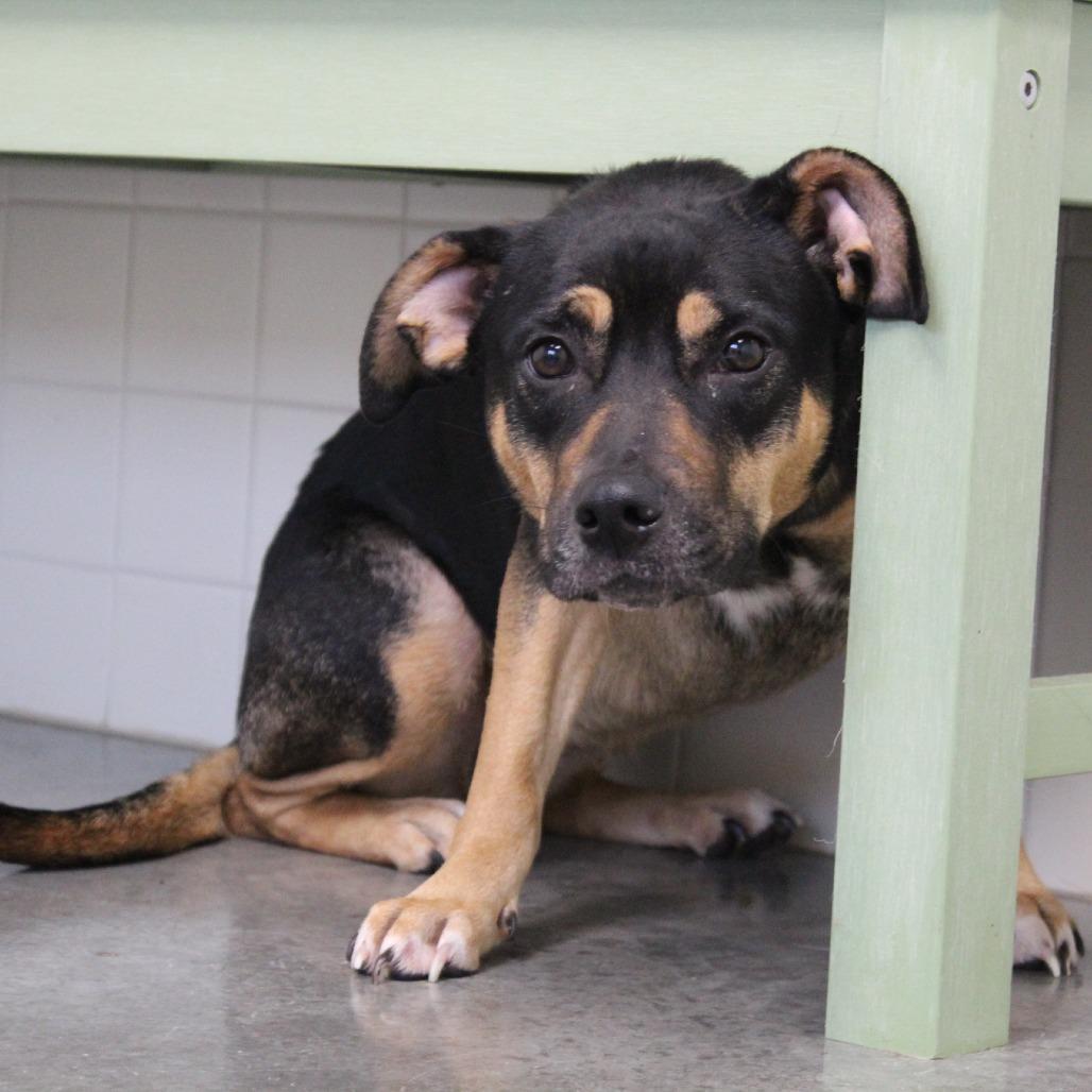 Enlarge Champagne, a Adoptable Mixed Breed in Melbourne, KY image 1/6