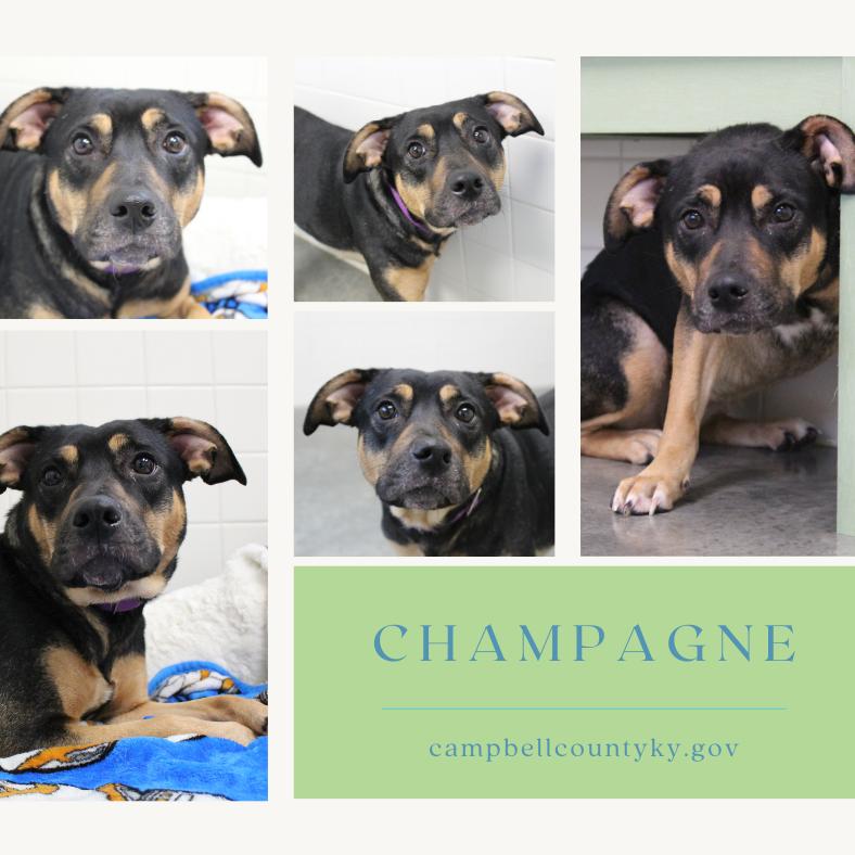 Enlarge Champagne, a Adoptable Mixed Breed in Melbourne, KY image 2/6