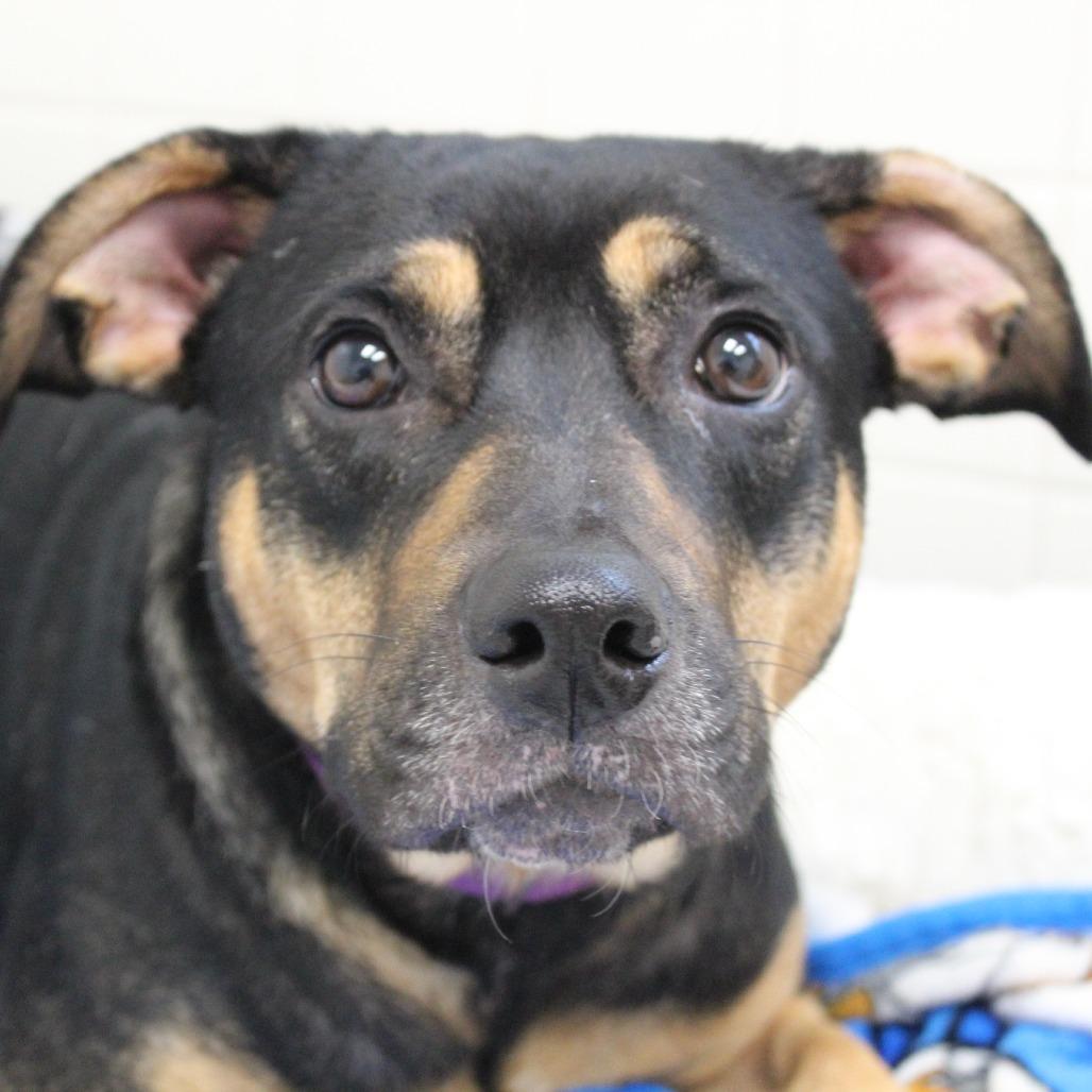 Enlarge Champagne, a Adoptable Mixed Breed in Melbourne, KY image 3/6