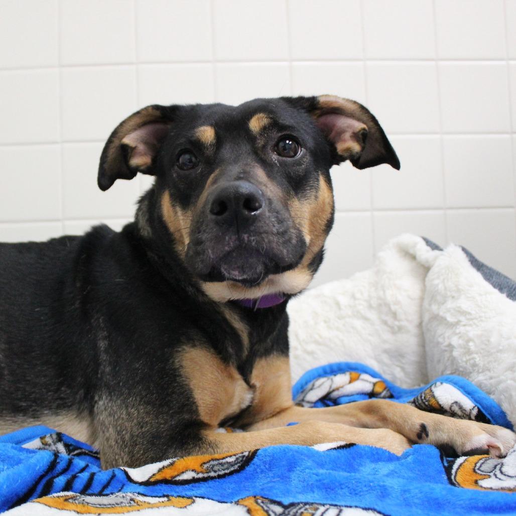 Enlarge Champagne, a Adoptable Mixed Breed in Melbourne, KY image 4/6