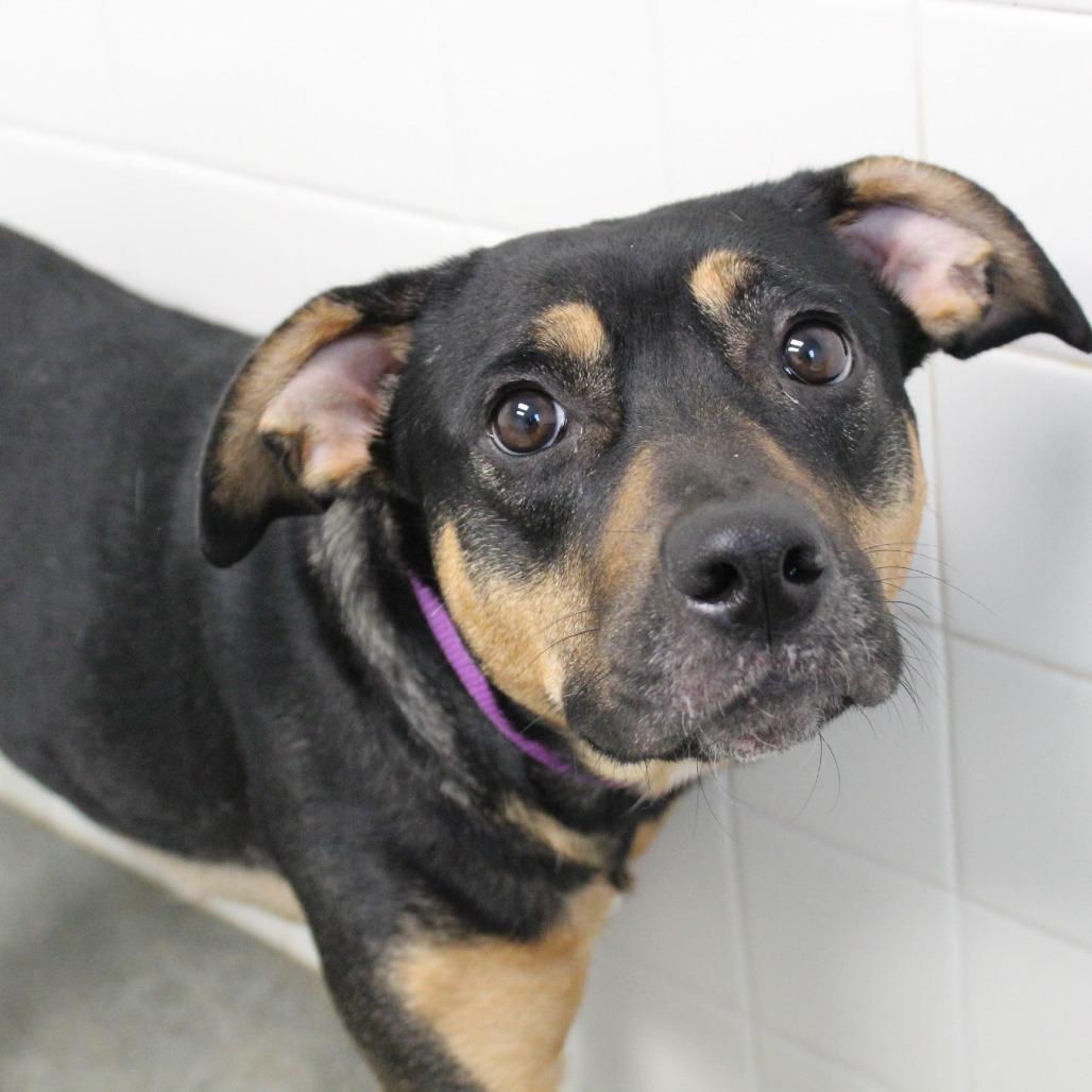 Enlarge Champagne, a Adoptable Mixed Breed in Melbourne, KY image 5/6