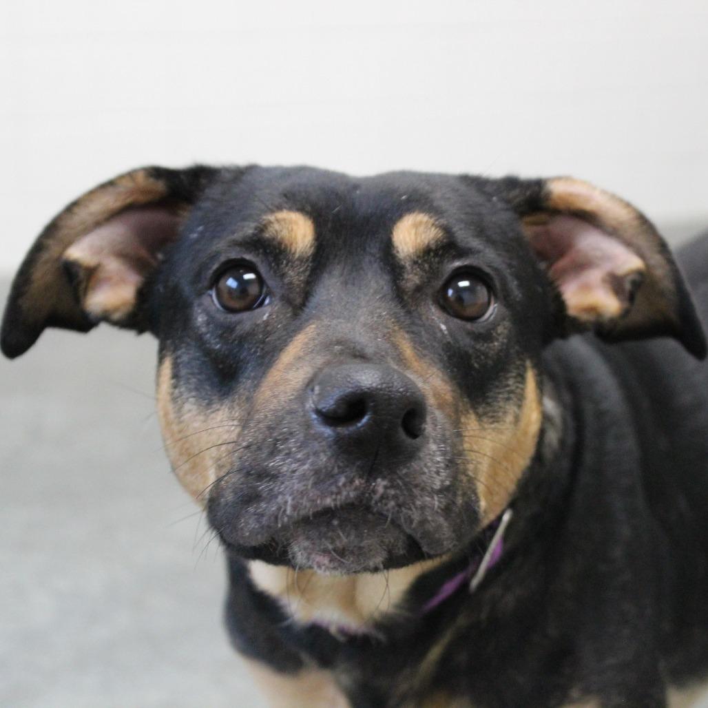 Enlarge Champagne, a Adoptable Mixed Breed in Melbourne, KY image 6/6