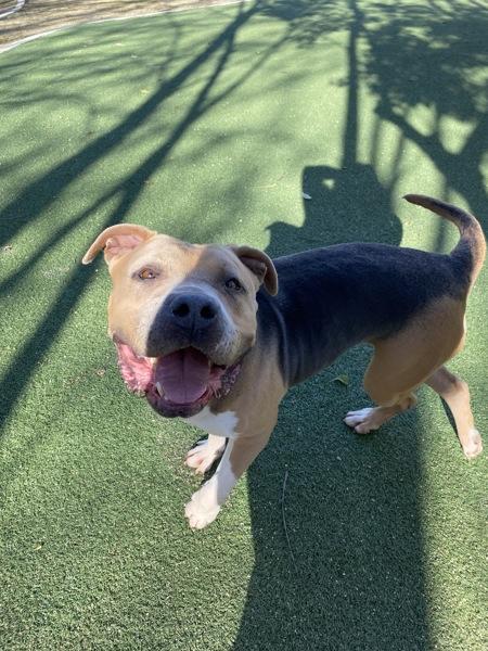Star, Adoptable, Adult Female Pit Bull Terrier.