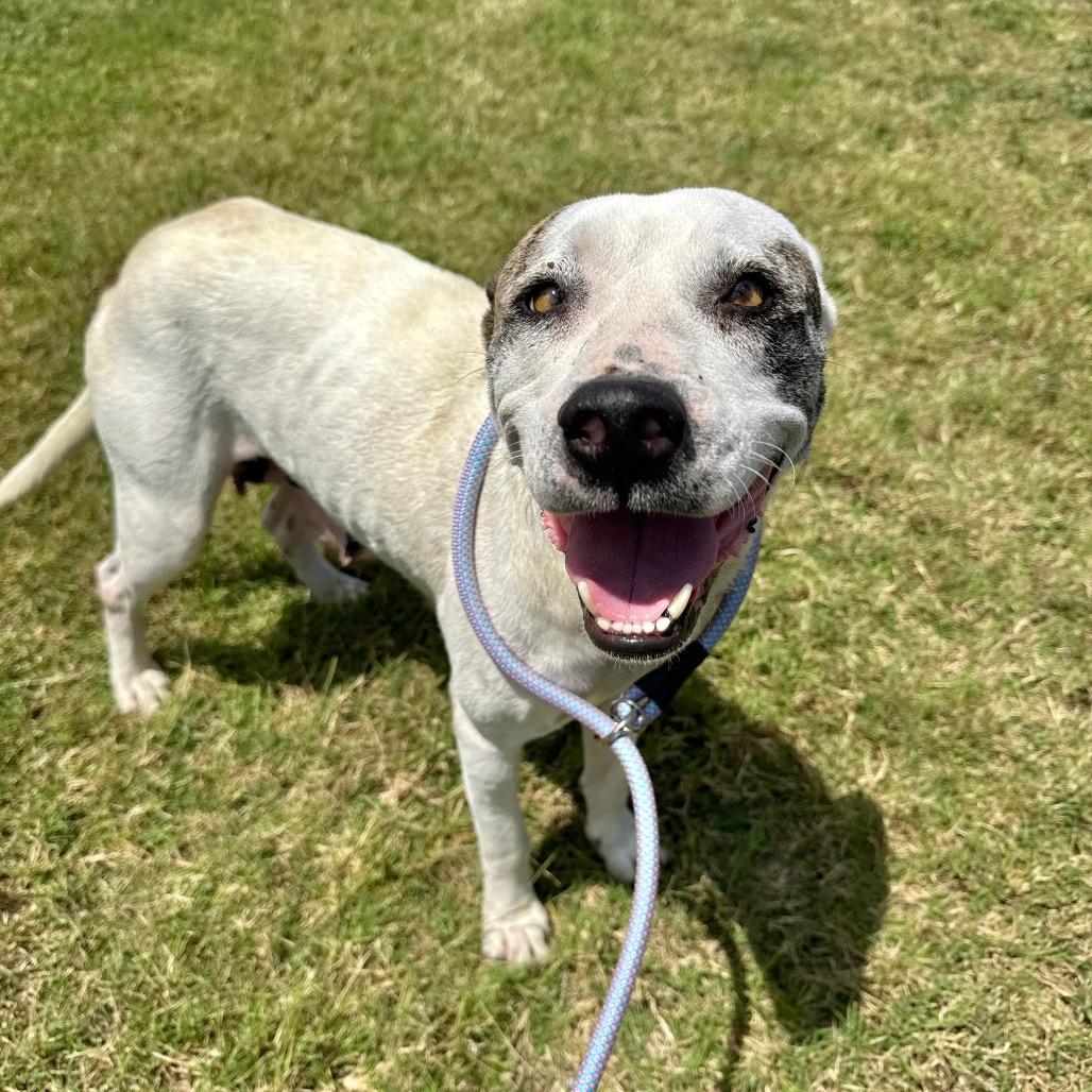 Enlarge Snow, a Adoptable mixed breed in League City, TX image 2/6