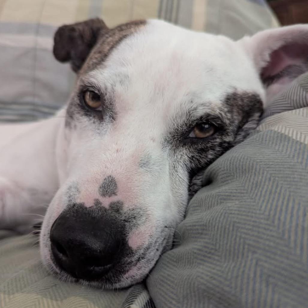 Enlarge Snow, a Adoptable mixed breed in League City, TX image 5/6