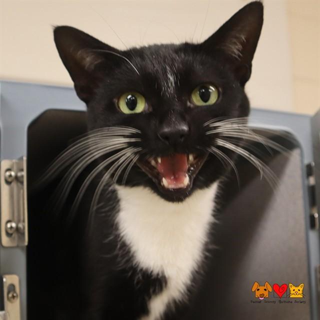 CEREAL, Adoptable, Young Female Domestic Short Hair.