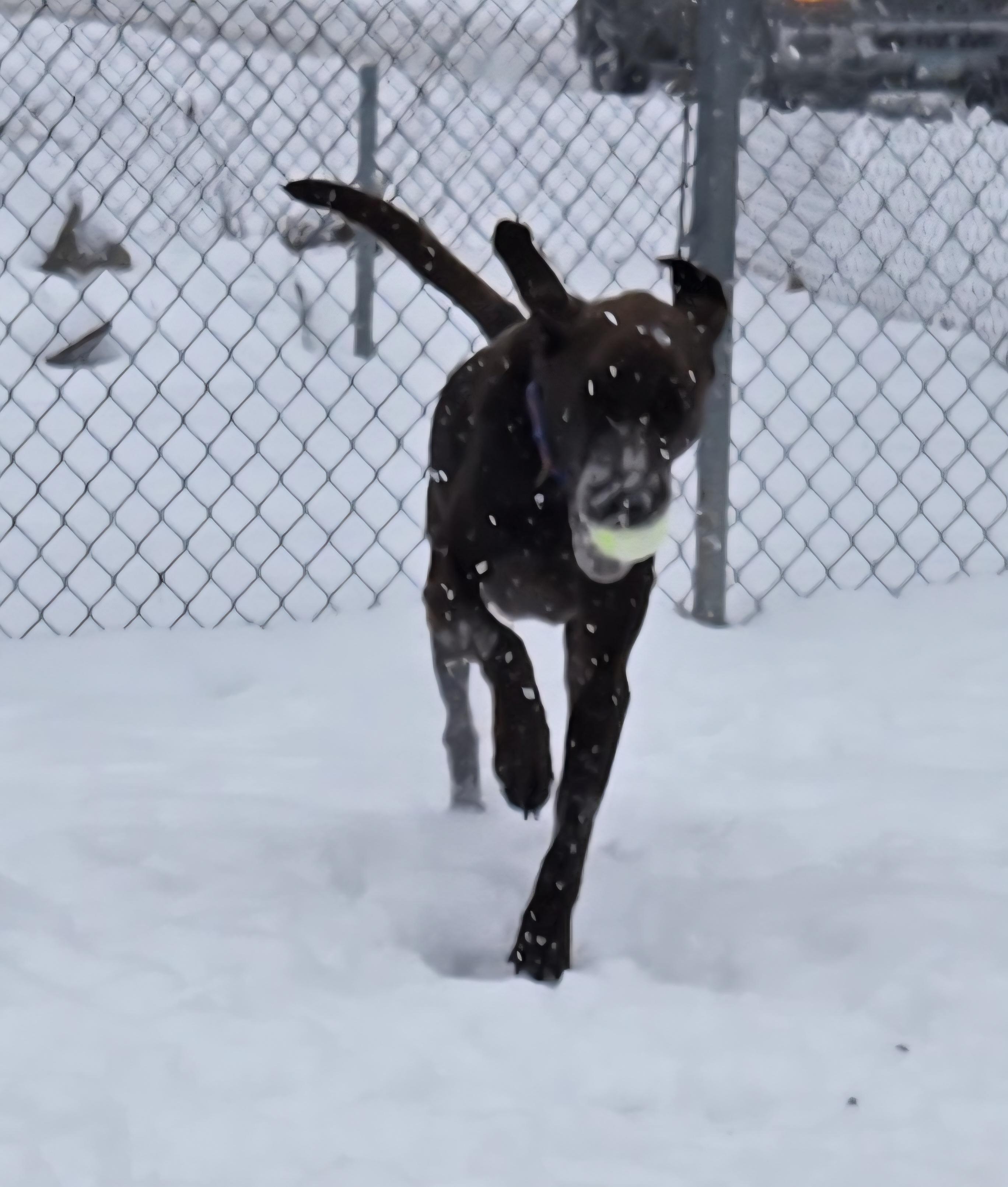 Enlarge Gunner, an adopted mixed breed in Keokuk, IA image 5/6