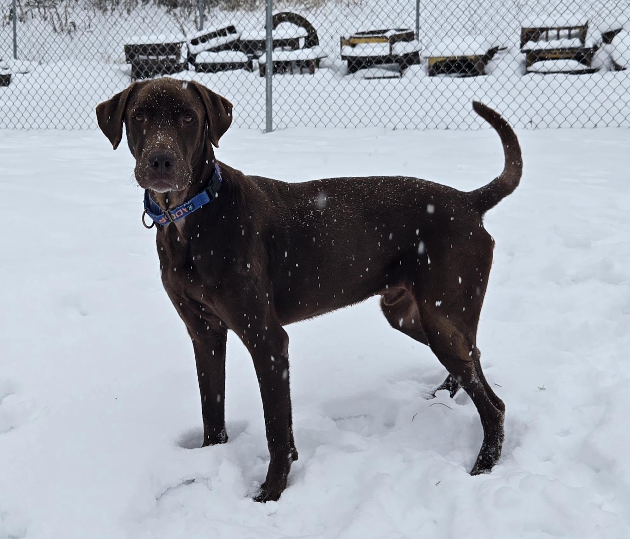 Enlarge Gunner, an adopted mixed breed in Keokuk, IA image 4/6