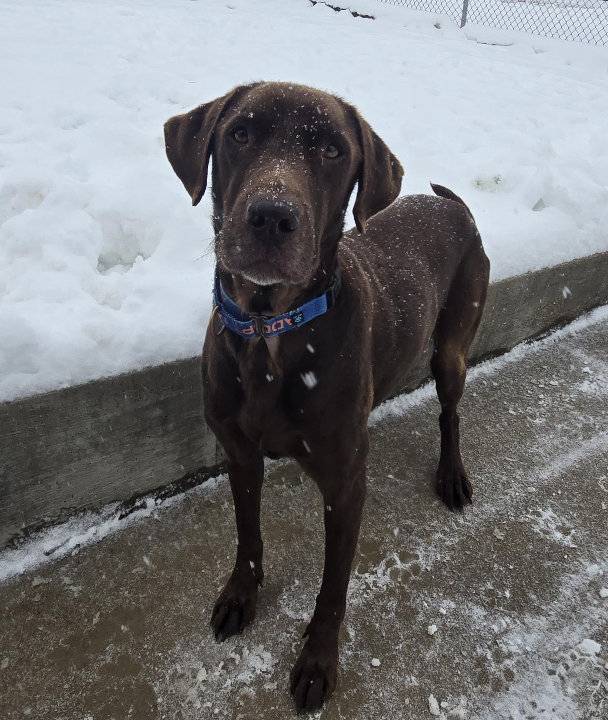 Gunner, adopted, Adult Male Chocolate Labrador Retriever & Labrador Retriever.